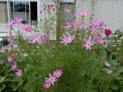 f:id:Naturalhistory:20120904162957j:image