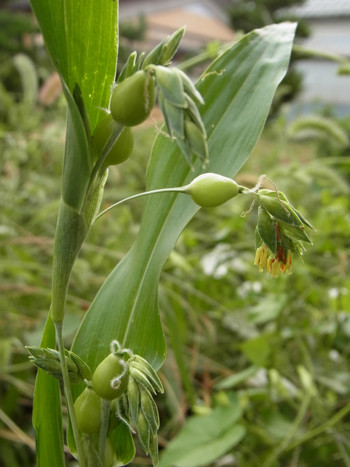 f:id:Naturalhistory:20120906161333j:image