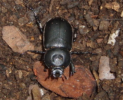 f:id:Naturalhistory:20120906161653j:image