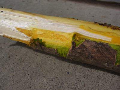 f:id:Naturalhistory:20121002125216j:image
