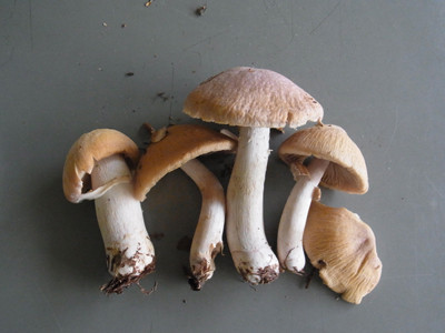 f:id:Naturalhistory:20121002165331j:image