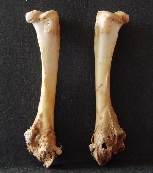 f:id:Naturalhistory:20121007142655j:image
