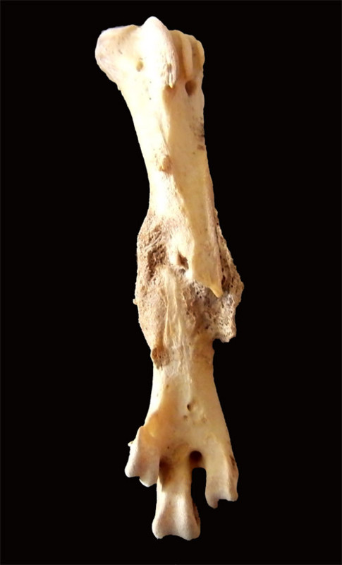 f:id:Naturalhistory:20121007142934j:image