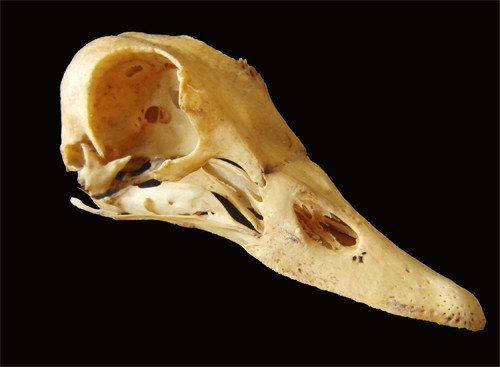 f:id:Naturalhistory:20121007143126j:image