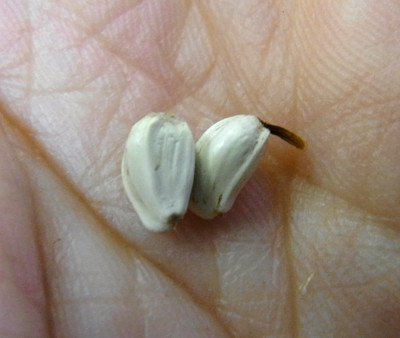f:id:Naturalhistory:20121011171808j:image