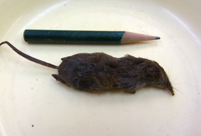 f:id:Naturalhistory:20121018170235j:image f:id:Naturalhistory:20121018170235j:image