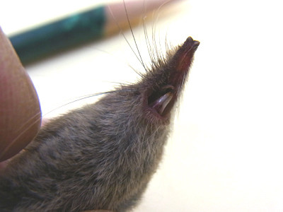 f:id:Naturalhistory:20121018170333j:image f:id:Naturalhistory:20121018170333j:image