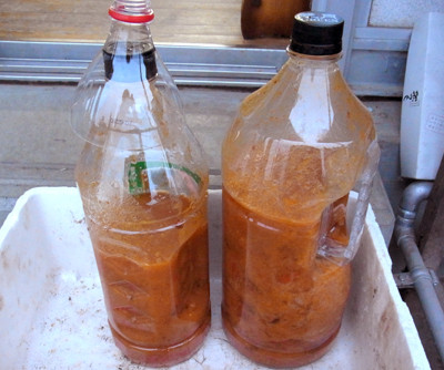 f:id:Naturalhistory:20121023165008j:image