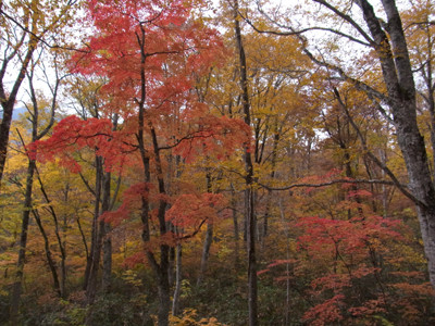 f:id:Naturalhistory:20121027120107j:image