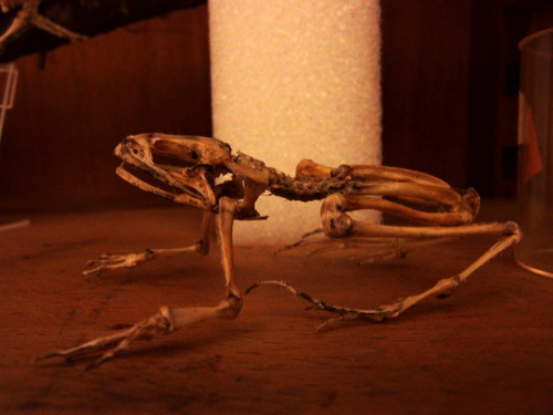 f:id:Naturalhistory:20121030153430j:image