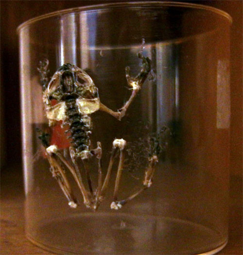 f:id:Naturalhistory:20121030154302j:image
