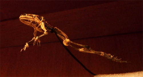 f:id:Naturalhistory:20121030154417j:image