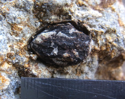 f:id:Naturalhistory:20121101155306j:image
