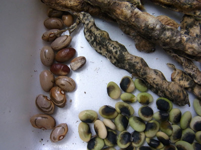 f:id:Naturalhistory:20121103170155j:image