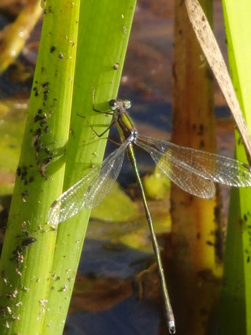 f:id:Naturalhistory:20121109022038j:image