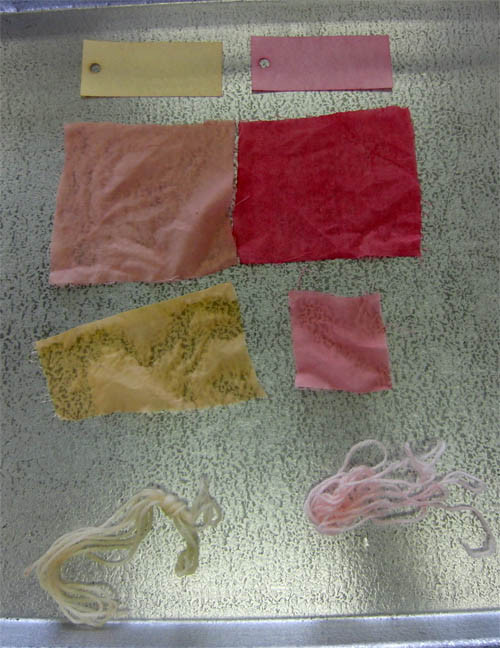 f:id:Naturalhistory:20121110161746j:image