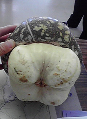 f:id:Naturalhistory:20121117164344j:image