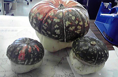 f:id:Naturalhistory:20121117164438j:image