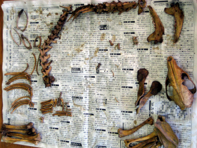 f:id:Naturalhistory:20121124151331j:image f:id:Naturalhistory:20121124151331j:image