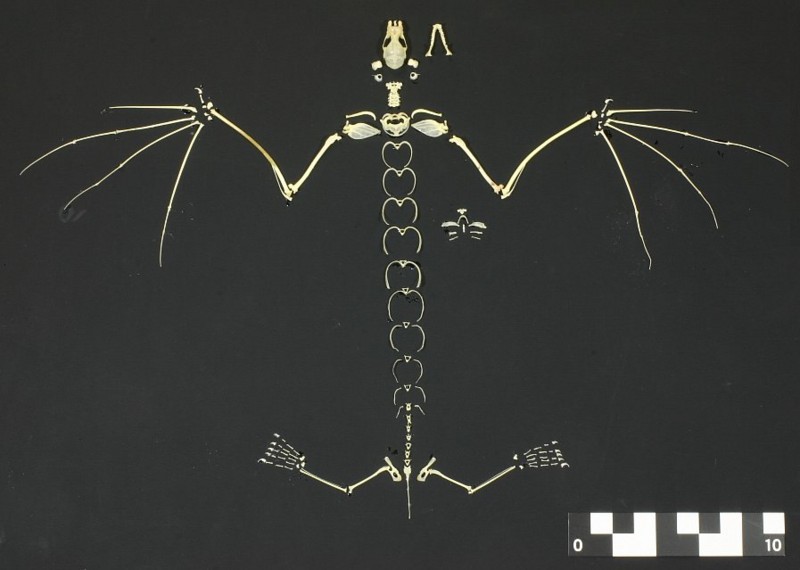 f:id:Naturalhistory:20121130170521j:image