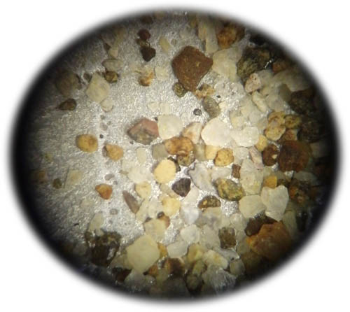 f:id:Naturalhistory:20121201161547j:image