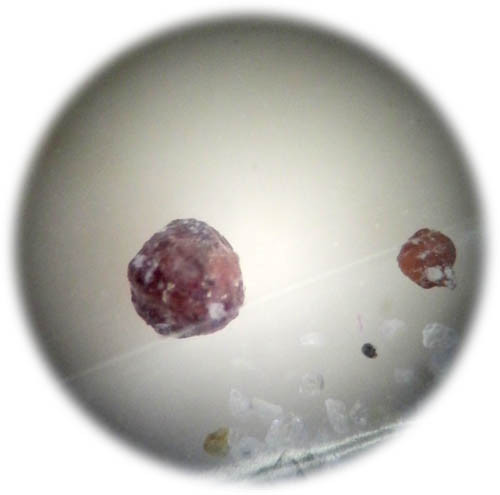 f:id:Naturalhistory:20121201161633j:image