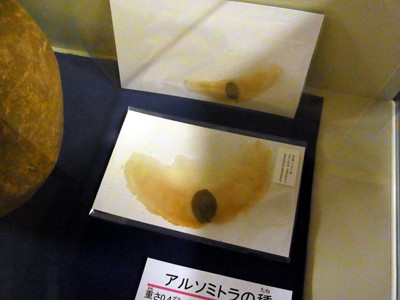 f:id:Naturalhistory:20121202172907j:image