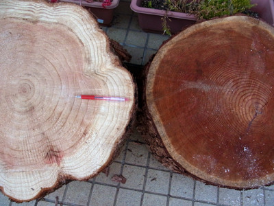 f:id:Naturalhistory:20121204163243j:image