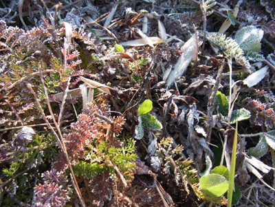 f:id:Naturalhistory:20121207100016j:image