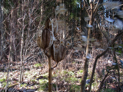 f:id:Naturalhistory:20121207100535j:image