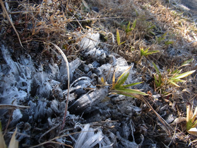 f:id:Naturalhistory:20121207101039j:image