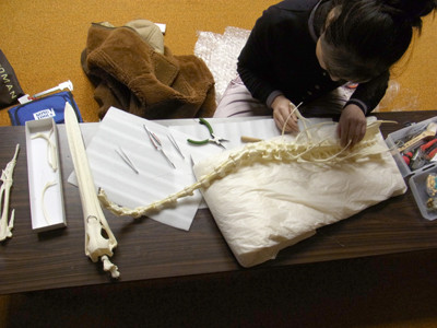 f:id:Naturalhistory:20121208161532j:image