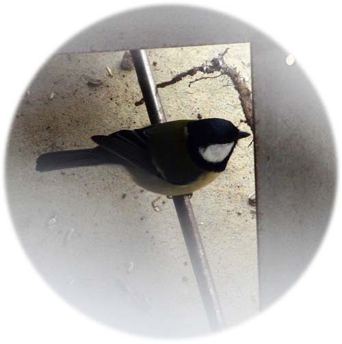 f:id:Naturalhistory:20121209163556j:image