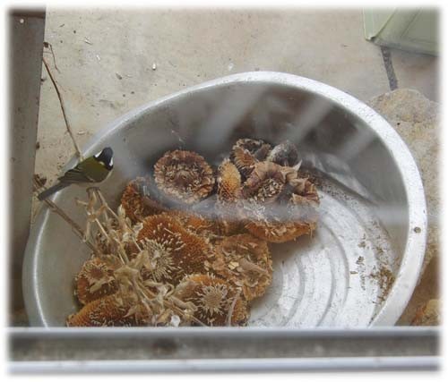 f:id:Naturalhistory:20121209163636j:image