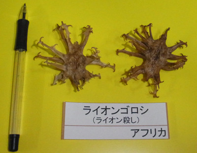 f:id:Naturalhistory:20121212165942j:image