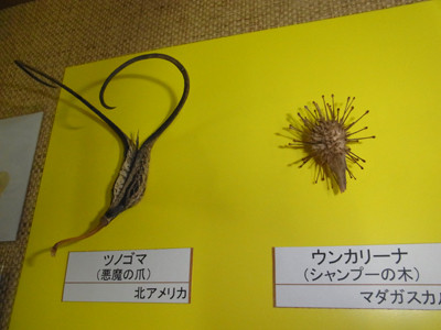 f:id:Naturalhistory:20121212170100j:image