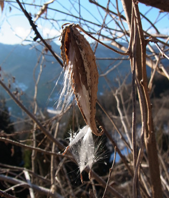 f:id:Naturalhistory:20121227081955j:image