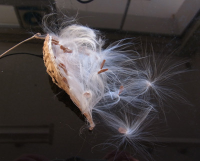 f:id:Naturalhistory:20121227155014j:image