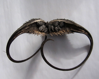 f:id:Naturalhistory:20130104091500j:image