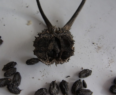 f:id:Naturalhistory:20130104093706j:image