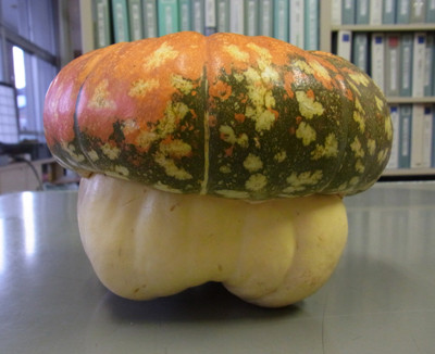 f:id:Naturalhistory:20130104164941j:image