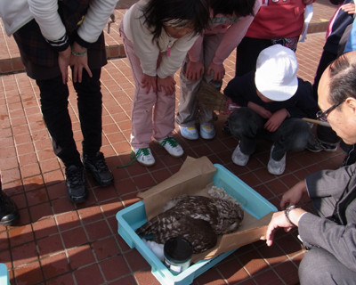 f:id:Naturalhistory:20130109132932j:image