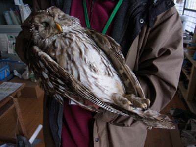 f:id:Naturalhistory:20130109135419j:image