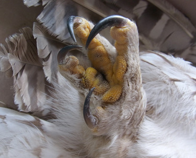 f:id:Naturalhistory:20130109135511j:image