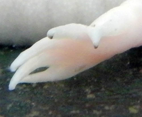 f:id:Naturalhistory:20130118163710j:image