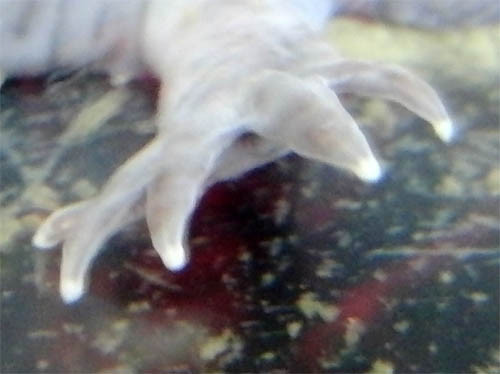 f:id:Naturalhistory:20130118163742j:image