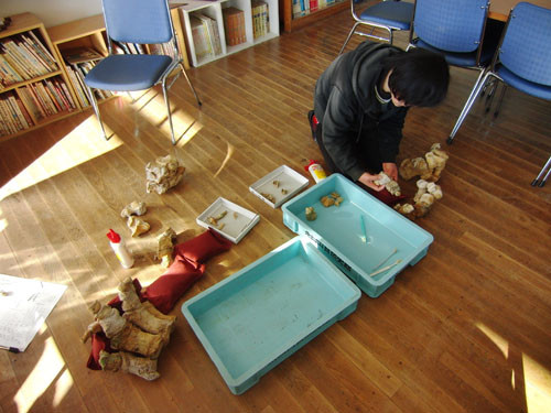 f:id:Naturalhistory:20130124213654j:image