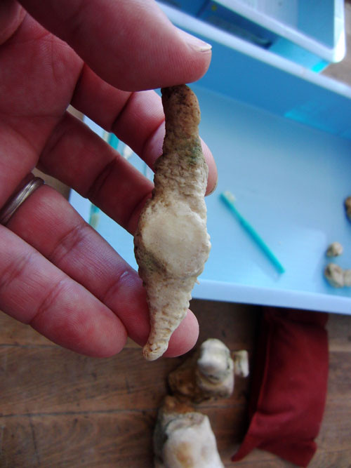 f:id:Naturalhistory:20130124213920j:image