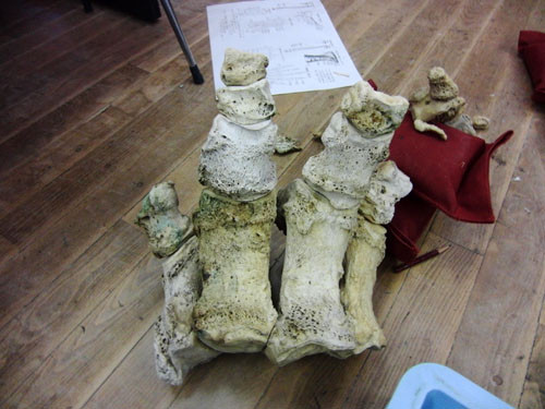 f:id:Naturalhistory:20130125042655j:image