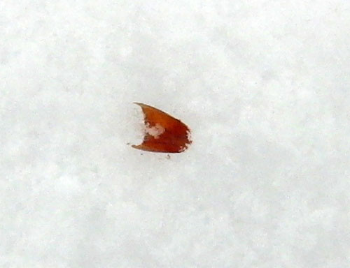 f:id:Naturalhistory:20130125150912j:image